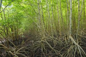 forêt de mangrove en Thaïlande photo