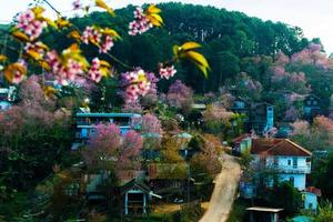 paysage de magnifique sauvage himalayen Cerise épanouissement rose prunus cérasoides fleurs à phu lom lo loei et phitsanulok de Thaïlande photo