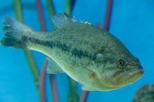 poisson dans l'aquarium photo