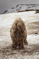 proche en haut national hirsute chien sur neigeux Montagne pente concept photo