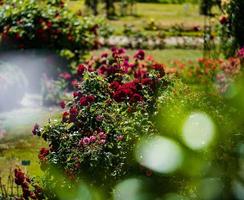 Rose jardin dans saverne. musée de fleurs. photo