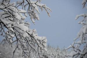 branches d'arbres couvertes de neige en hiver photo