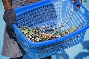 homard frais en bateau de pêche photo