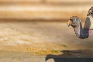 vautour, buse vous regarde photo