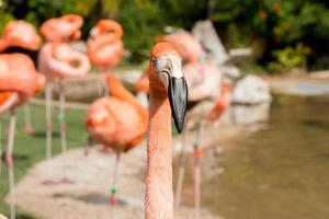 flamant rose portrait en gros plan photo