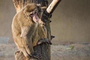 portrait de singe macaque japonais photo