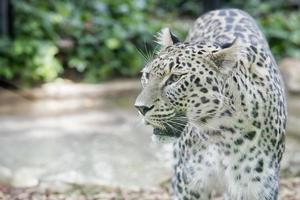 jaguar léopard chétaa portrait photo