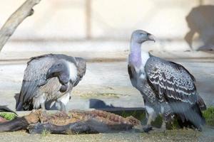 buse vautour en mangeant un animal mort photo