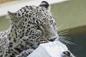 jaguar léopard chetaa gros plan portrait isolé photo