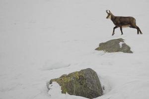 un chamois isolé dans le fond de la neige photo