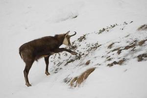 un chamois isolé dans le fond de la neige photo