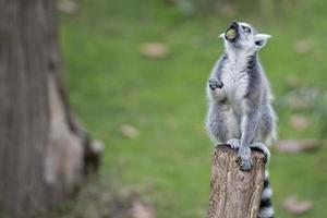 singe lémurien en vous regardant photo