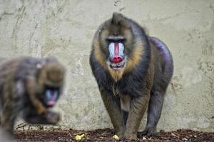 portrait de singe mandrill isolé photo