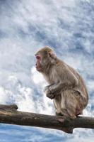 portrait de singe macaque japonais photo