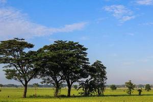 une serein rural paysage de fermes photo