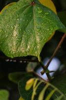 fermer de Matin rosée l'eau sur une partie de une plante feuille. photo