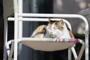 blanc chat relaxant sur une chaise photo