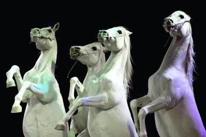 chevaux blancs de cirque rampant photo