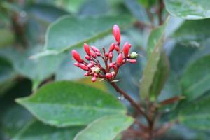 jatropha integerrima ou peregrina, communément appelé peregrina, est un arbuste d'une espèce de plante à fleurs composées de la famille des euphorbes. photo