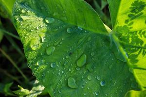 fermer de Matin rosée l'eau sur une partie de une plante feuille. photo