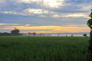 une serein rural paysage de fermes photo