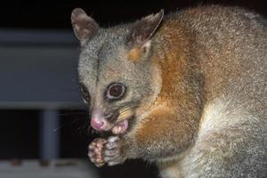 raton laveur possum à queue brosse dans l'île kangourou photo