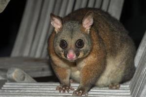 raton laveur possum à queue brosse dans l'île kangourou photo