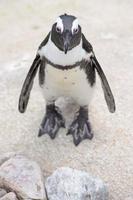 pingouin africain portrait en gros plan photo