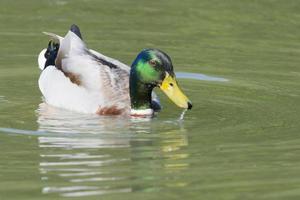 canard multicolore sur le fond de l'eau verte photo