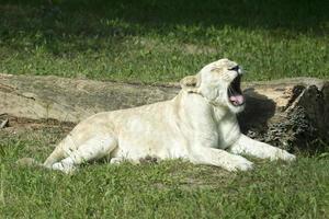 lionne blanche photo