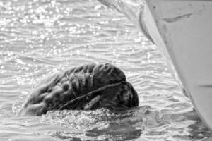 baleine grise s'approchant d'un bateau en noir et blanc photo