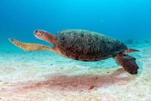 tortue venant à vous sous l'eau photo