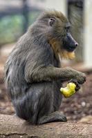 portrait de singe mandrill isolé photo