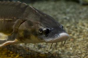 esturgeon poisson caviar des œufs photo