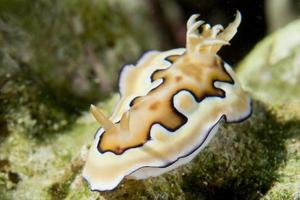 nudibranche chromodoris coi photo