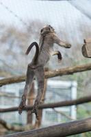 cercocèbe atys singe tandis que sauter photo