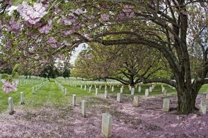 Cimetière du cimetière d'Arlington photo