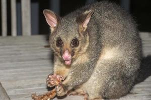 raton laveur possum à queue brosse dans l'île kangourou photo