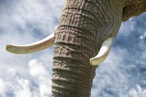 l'éléphant croc proche en haut détail photo