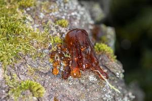 résine d'ambre naturel d'arbre photo