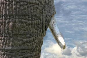 l'éléphant croc proche en haut détail photo