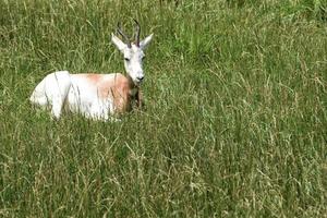 ajouter gazelle portrait sur savana Contexte photo