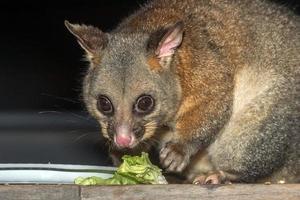 raton laveur possum à queue brosse dans l'île kangourou photo