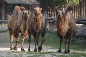 portrait de trio de chameau brun photo