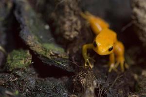 grenouille orange de madagascar photo