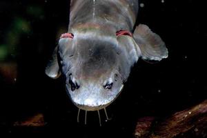 esturgeon poisson caviar oeufs sous l'eau photo