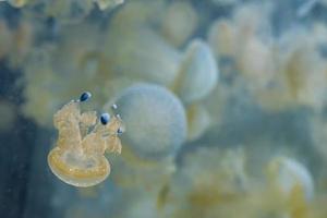 méduses d'aquarium dans le bleu profond photo