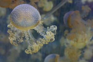 méduses d'aquarium dans le bleu profond photo