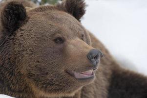 un ours noir grizzly brun dans le fond de la neige photo