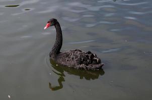 noir cygne nager seul dans le lac, Australie. photo